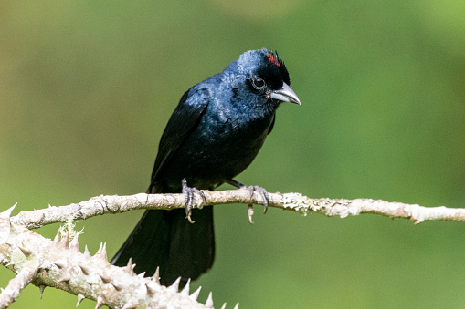 Beautiful black tropical bird on green Atlantic Rainforest tree branch in Itatiaia, RJ, Brazil