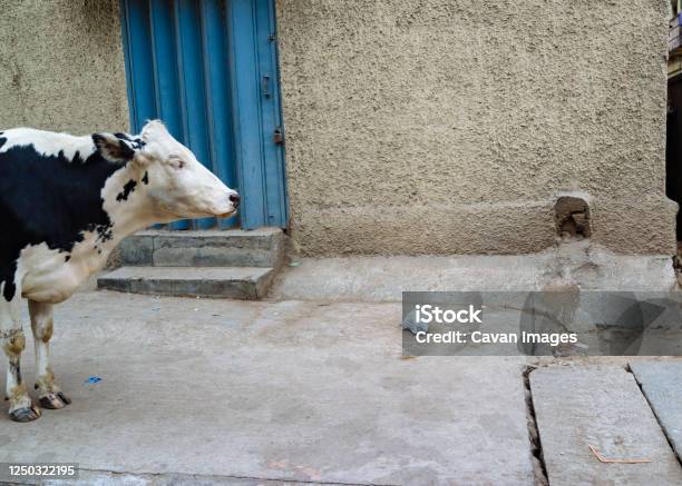 Black And White Cow Stands Near Blue Door On Trash Littered Sidewalk In Bangaluru Karnataka India Stock Photo - Download Image Now