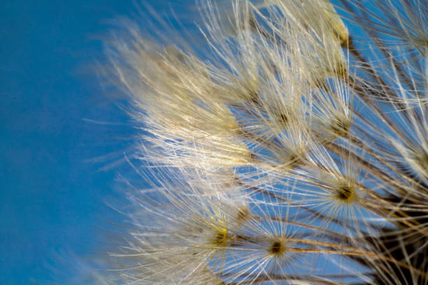 istock Macro of flower at the studio 1250322258