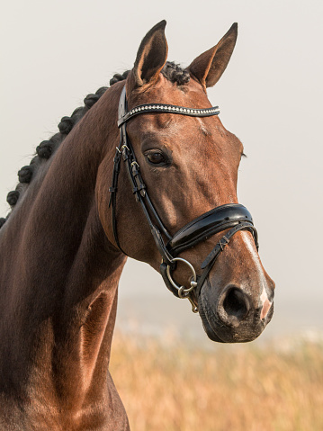 Portrait of a friendly looking Dutch warmblood dressage horse looking to the right.