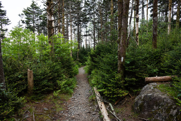 hiking on the appalachian trail at roan mountain - blue ridge mountains appalachian mountains appalachian trail forest imagens e fotografias de stock