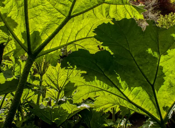 Giant leaf with a shadow of the Brazilian giant-rhubarb or Gunnera