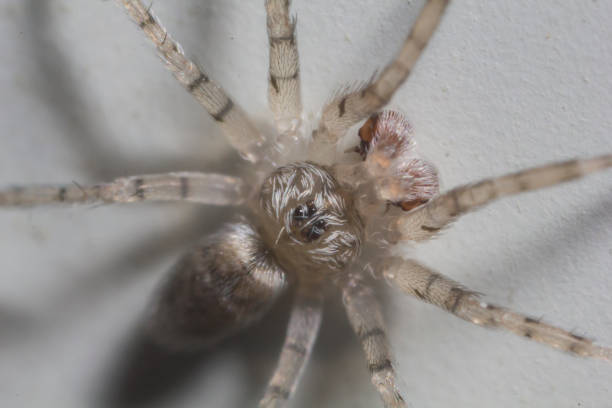 istock Macro shot of a spider 1250329091