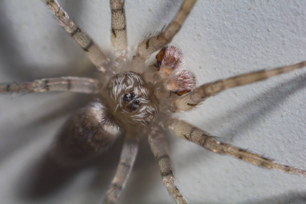 istock Macro shot of a spider 1250329093