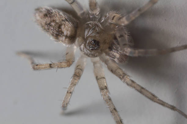 istock Macro shot of a spider 1250329100