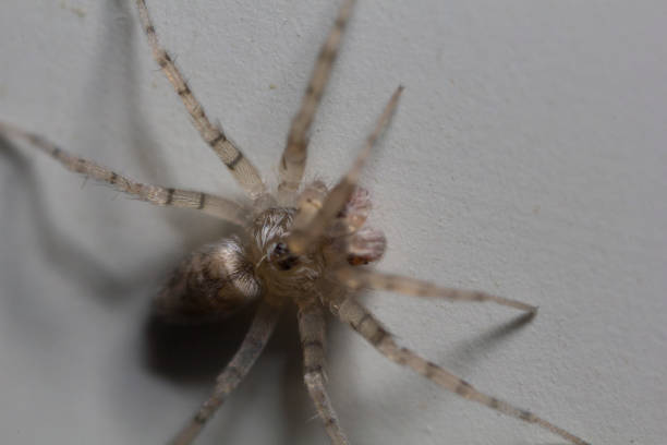 istock Macro shot of a spider 1250329118