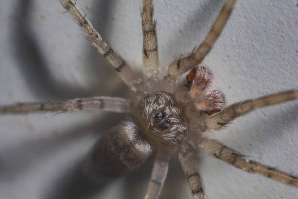 istock Macro shot of a spider 1250329137