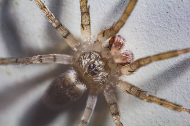 istock Macro shot of a spider 1250329146