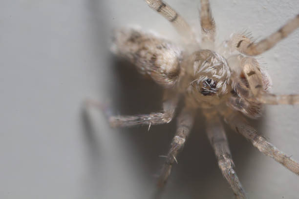 istock Macro shot of a spider 1250329147
