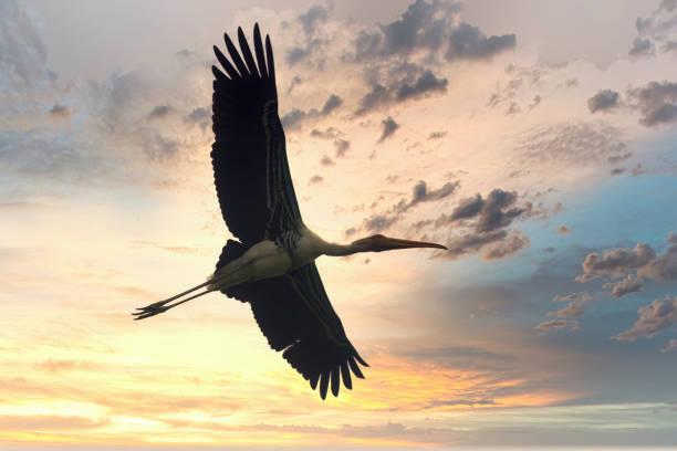 Flying painted stork before the dramatic sunset sky captured in India