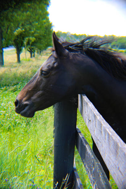 two beautiful black horses running in the farm