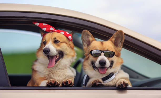 zwei lustige corgi hunde stapften ihre schnarbe aus einem autofenster während einer sommer-familienreise - dog eared stock-fotos und bilder