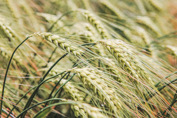 Close up of grain plantation field