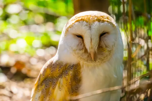 Photo of the face of a common barn owl in closeup, bird specie from the Netherlands