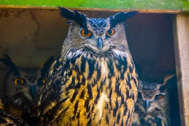 Photo of beautiful closeup portrait of a eurasian eagle owl, popular bird specie form Eurasia