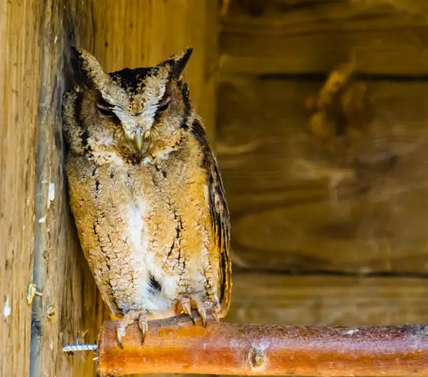 Photo of closeup portrait of a indian scops owl, tropical bird specie from south Asia