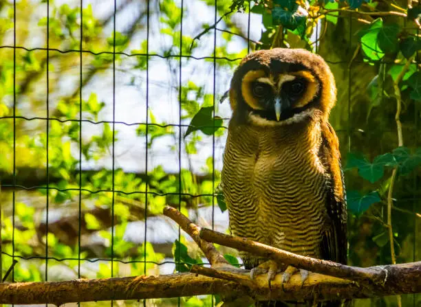 Photo of brown wood owl sitting on a branch in closeup, tropical bird specie form Asia