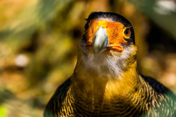 Photo of beautiful closeup portrait of the face of a southern crested caracara, tropical bird specie from america