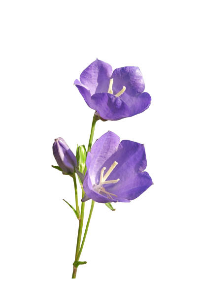 istock Peach-leaved bellflower isolated 1250332399