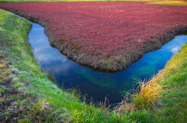 春のクランベリー泥沼のv字型灌漑運河 - massachusetts agriculture crop farm ストックフォトと画像