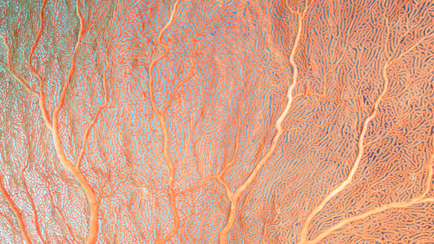 istock Gorgonian Sea Fan 1250333232
