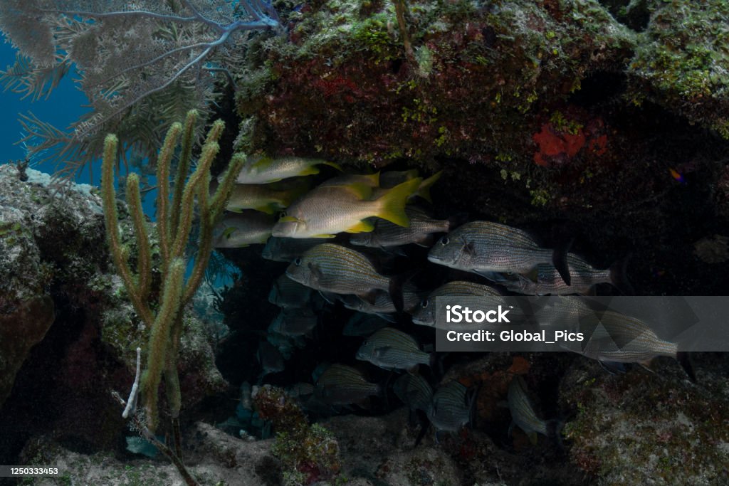 Caribbean marine life View of the stunning Caribbean coral reef with the Caesar grunt (Haemulon carbonarium) and the Schoolmaster (Lutjanus apodus) in Cayman Brac, Cayman Islands Animals In The Wild Stock Photo