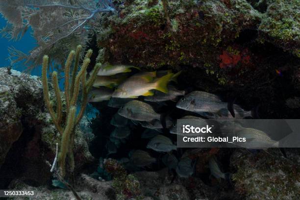 Caribbean Marine Life Stock Photo - Download Image Now - Animals In The Wild, Awe, Beauty In Nature