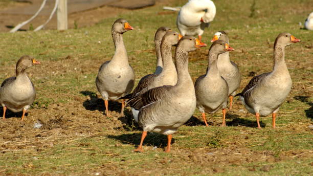 istock Flock of Egyptian geese 1250334948