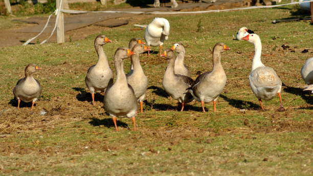 istock Flock of Egyptian geese 1250334961