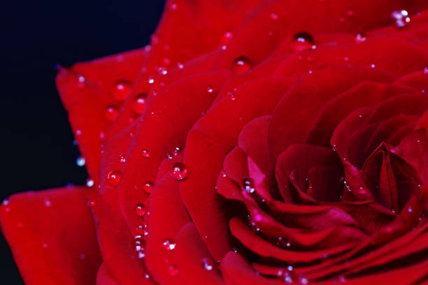 istock Close-up water drops on beautiful red rose. Selective focus 1250335139