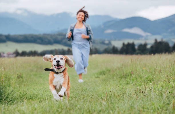 Happy smiling running beagle dog portrait with tongue out and owner female jogging by the mounting meadow grass path. Walking in nature with pets, happy healthy active people lifestyle concept image. feliz sonriente corriendo beagle retrato de perro con la lengua hacia fuera y propietario hembra trotando por el camino de hierba de prado de montaje. caminar en la naturaleza con mascotas, feliz vida de las personas activas saludables imagen concepto de e