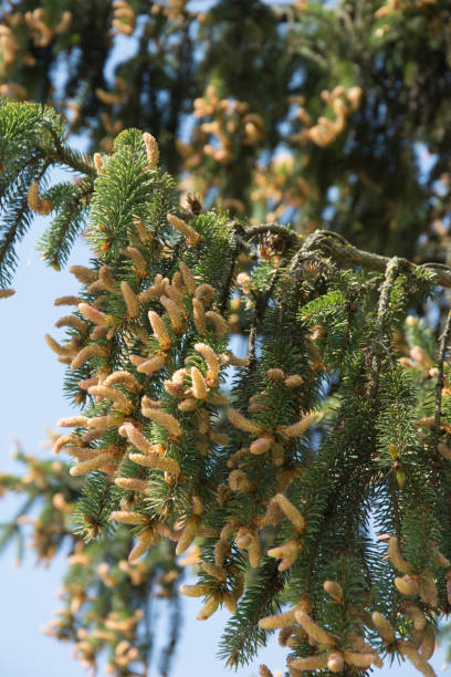 istock small plants in the fir 1250337715