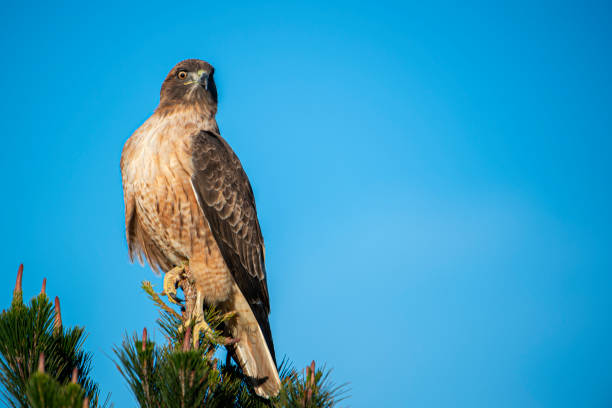 Close-up of wild red tailed hawk resting on tree top.Taken in Santa Cruz, California, USA