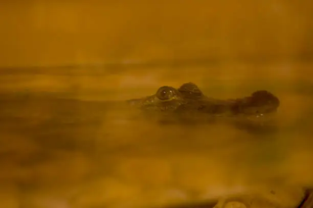 Photo of Crocodile head emerges from the water cautious