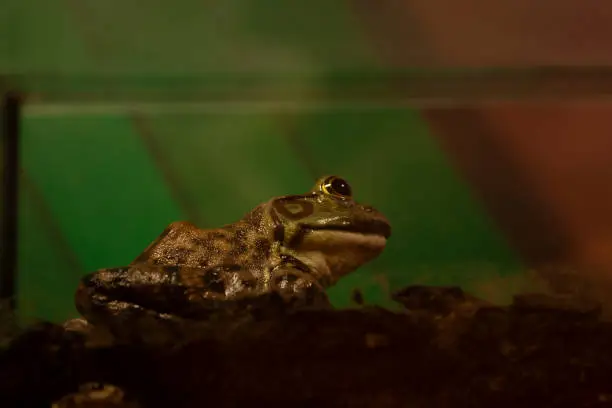 Photo of Stationary frog in fish tank