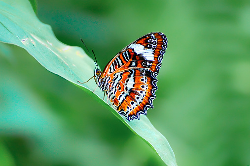 Butterfly the common tiger feeding on wild daisy nectar, Thailand