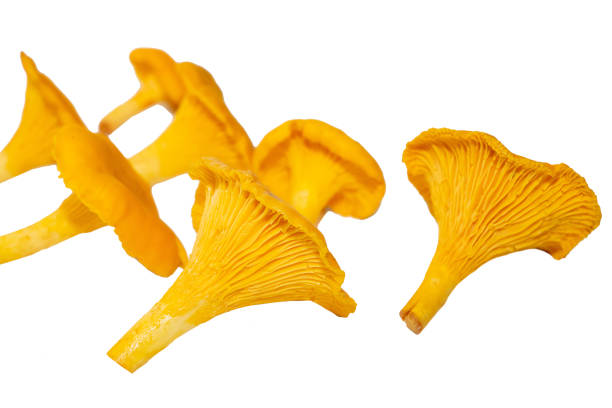 istock Bright orange chanterelle mushrooms on a white background 1250342415