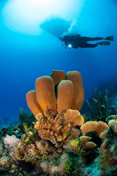 istock Caribbean coral reef and diver 1250342497