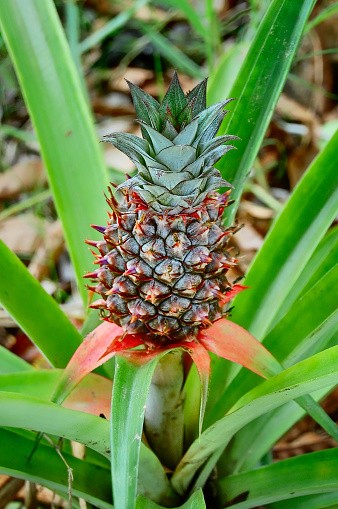 Whole pineapple on its plant in the farm.