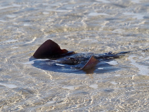 Closeup photo of a beautiful black stingray swimming in clear shallow water off Tallow Beach on a sunny day