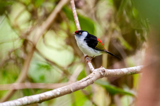 Pin tailed Manakin photographed in Espirito Santo. Pin tailed Manakin photographed in Espirito Santo. Southeast of Brazil. Atlantic Forest Biome. Picture made in 2014. oviparity stock pictures, royalty-free photos & images