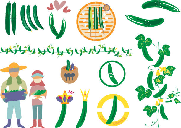 Freshly harvested and delicious cucumber illustration set Illustration that suggests a delicious way to eat summer vegetable cucumbers rice bran stock illustrations