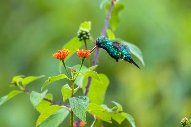 istock Glittering bellied Emerald photographed in Espirito Santo. 1250348276