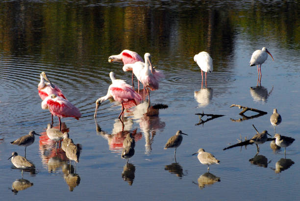 istock BIRDS- A Variety of Shore Birds in Great Reflection 1250350266