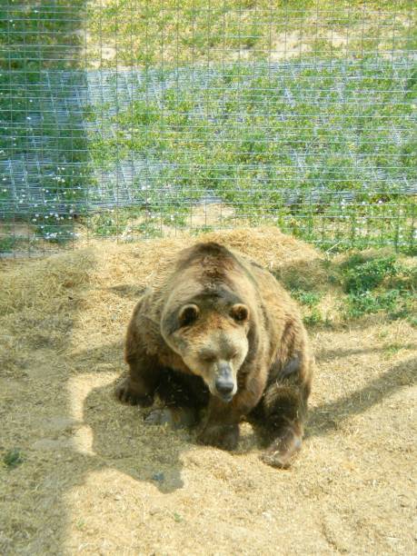 istock Kodiak Bear in wildlife habitat 1250350451