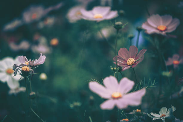 istock Daisy chamomile flowers; Nature Background ; vintage style 1250351230