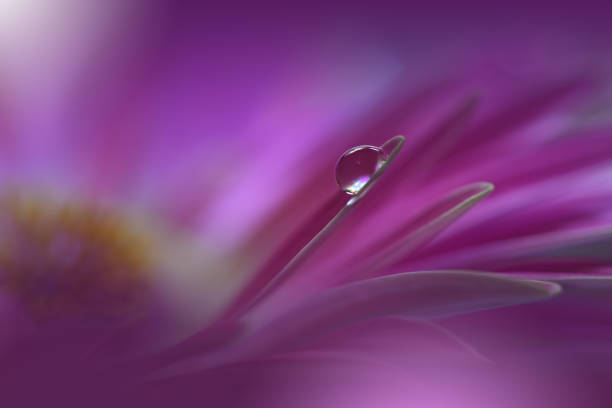 Nature,Flower,Daisy,Floral,Drop hermosa tranquilidad naturaleza fondo.macro toma de increíbles flores de primavera.art diseño.cerrar fotografía.conceptual abstracto photo.fantasy floral art.creative artistic wallpaper.violet color.gerbera daisy.colorful,colores,planta. gota de agua. r