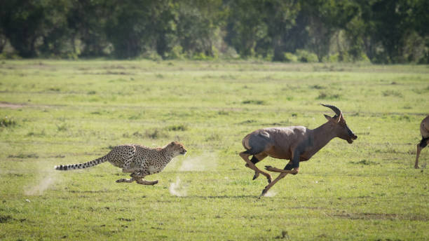 gepardensprinter beim versuch, das laufen mit voller geschwindigkeit topi in masai mara kenia zu fangen - verfolgung stock-fotos und bilder