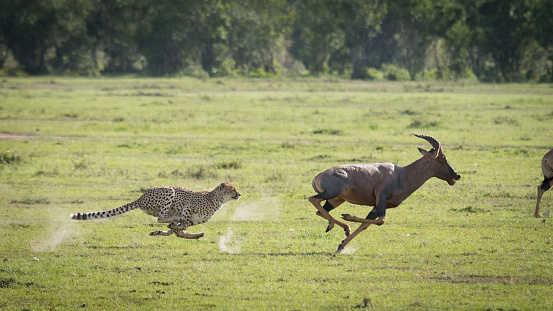 Cheetah chasing adult male Topi at full speed in the green plains of Masai Mara Kenya