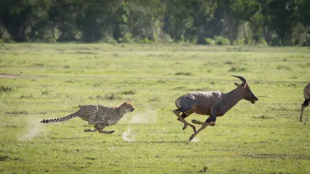 Photo of Cheetah sprinting trying to catch running at full speed topi in Masai Mara Kenya